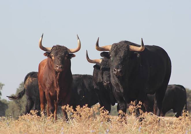 Cuatro toros de José Enrique Fraile de Valdefresno y dos novillos de Montalvo para la primera de la Feria de Julio