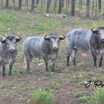 Ana Romero Returns to Top Bullrings in 2026