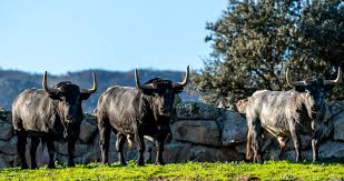 Ganadero Adolfo Martin, rumbo a la temporada 2026 